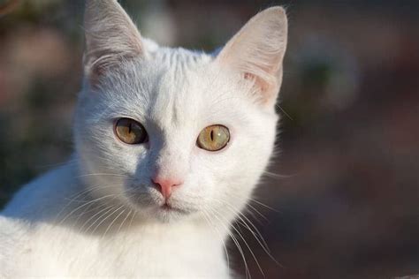 Feline 411: All About White Cats - Cattitude Daily | White cat breeds ...