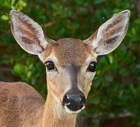 Florida Keys - Wildlife | FWC