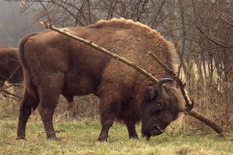 Wisent Bison, Horses, Special, Animals, Animales, Animaux, Animal ...