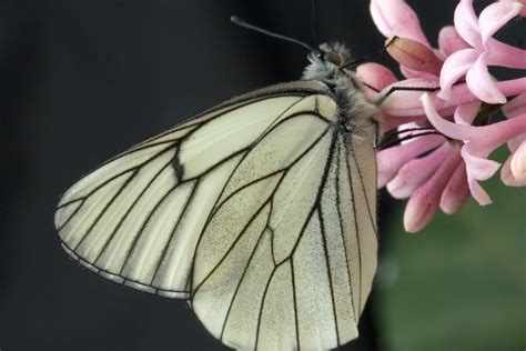 White Moth Spiritual Meaning and Symbolism (11 Omens) – Fauna Facts