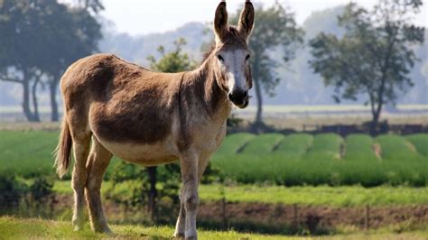 Best Donkeys for Milk, Riding, Pack, and Pets