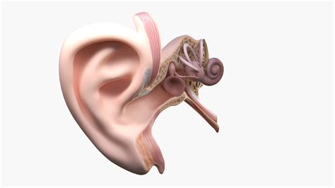 Ear Anatomy 3D Model - TurboSquid 1957295