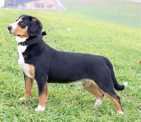 Entlebucher Mountain Dog - Puppies, Rescue, Pictures, Information ...