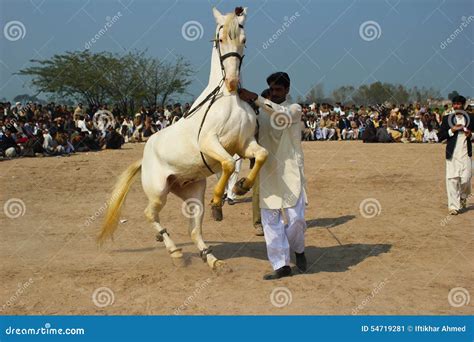 Dancing Horse editorial photo. Image of recreation, horses - 54719281