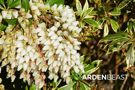 Pieris Japonica Guide: How to Grow & Care for "Japanese Andromeda"