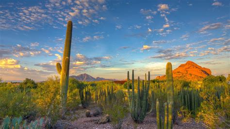 landscape, Nature, Desert, Cactus, Mountain, Arizona Wallpapers HD ...