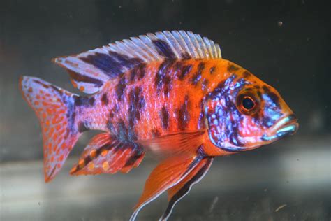 Red Sun Peacock Aulonocara African Cichlid