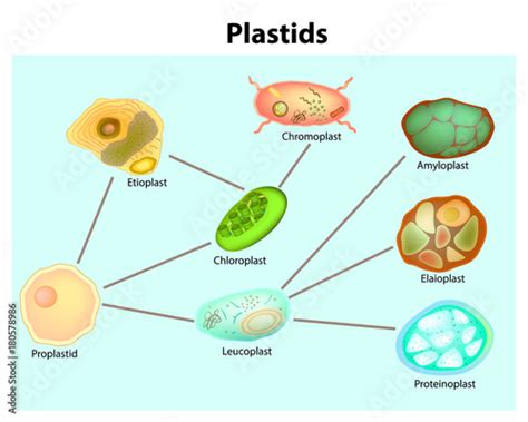 Amyloplast Diagram