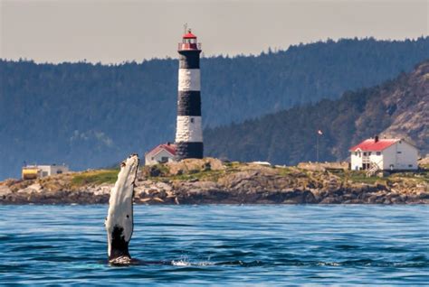 Maya's Legacy Whale Watching Friday Harbor, San Juan Island