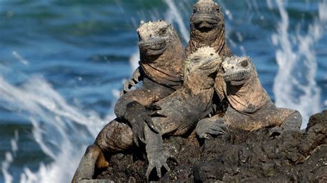 Cinco razones por las que los cruceros en Galápagos hacen de las ...