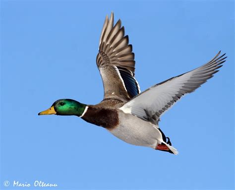 TrekNature | Plain Duck Flying Photo