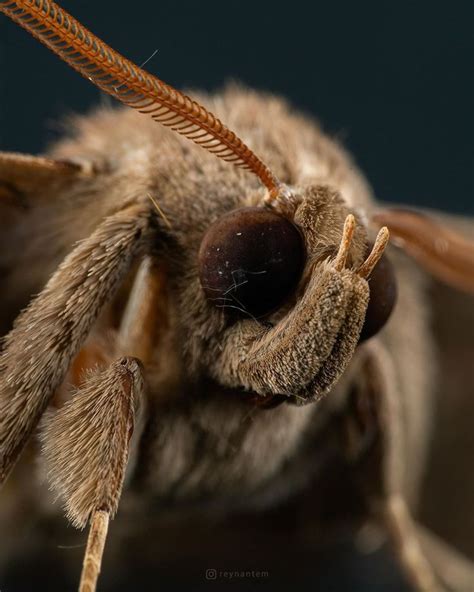 Close Up Shot of a Moth | Brown moth, Moth, Cute moth