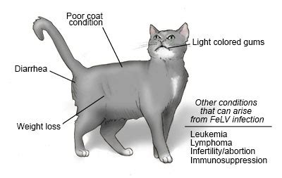 Feline Panleukopenia in Rock County - Janesville Vet Clinic