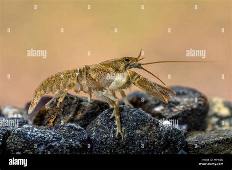 European crayfish (Astacus astacus) walking in river on rocky riverbed Stock Photo - Alamy