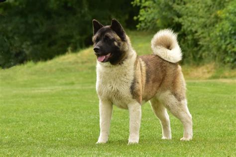 4 Things You Need To Know About American Akita Dog Breeds