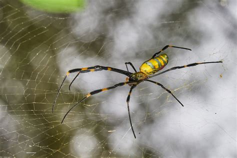 Is the Joro spider venomous? | The US Sun