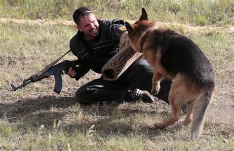 German Shepherd Attack People Latest Images 2013-14 | Beautiful And ...