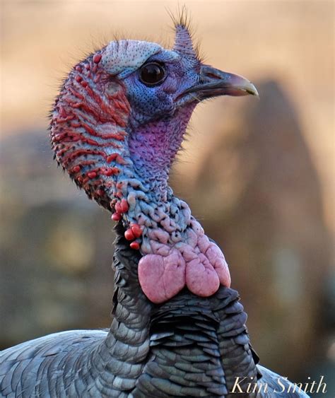 Turkey hunting pictures – Artofit