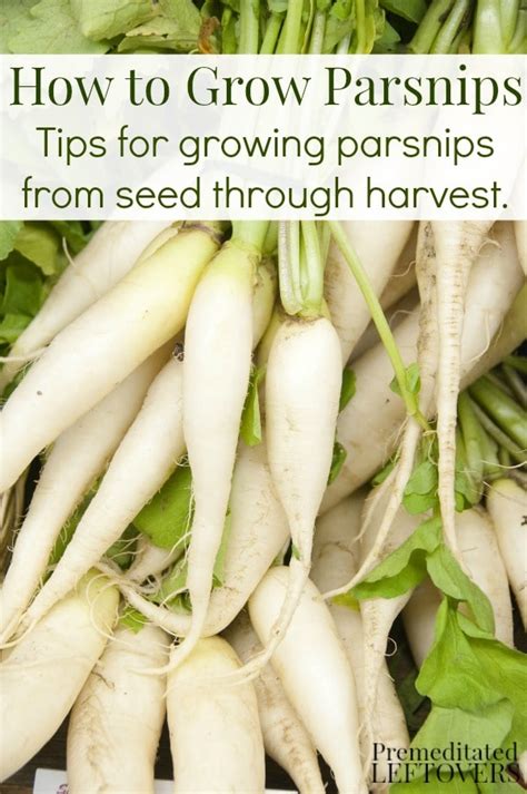 Tips for Growing Parsnips in Your Garden