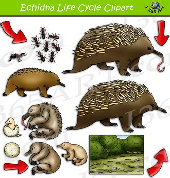 Echidna Life Cycle Clipart by I 365 Art - Clipart 4 School | TpT