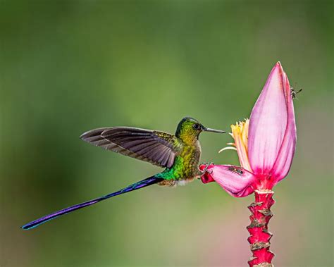 Fotografía de vida silvestre, Animales, Aves de colores