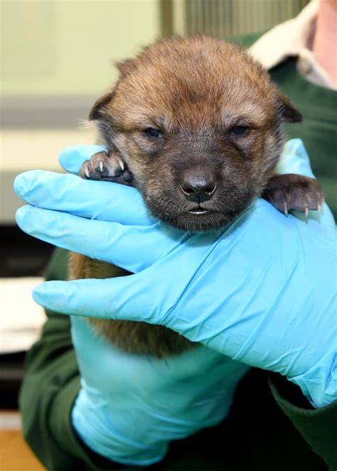 Mexican Gray Wolf Pups Born at Brookfield Zoo | La Grange, IL Patch