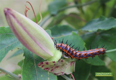 Gulf Fritillary Butterflies, size, nectar plants, host plants, photographs