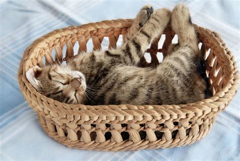 Adorable kitty sleeping in basket | Stock image | Colourbox