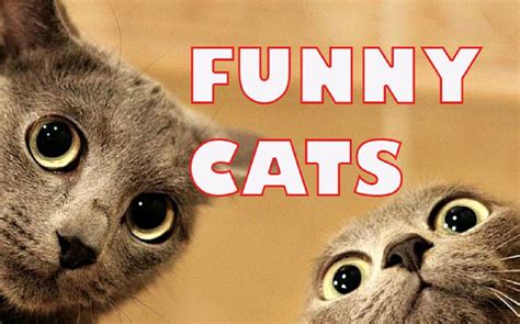 CATS FAIL - A Funny Cat Videos Compilation -1 | Funny cat fails, Cat fails, Funny cats