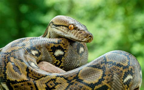 How can pythons eat prey as large as a deer? - Earth.com