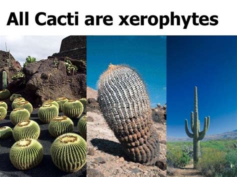 Xerophytes