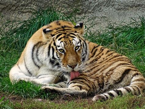 Detroit Zoo to Expand Tiger Habitat with $1M Gift | Royal Oak, MI Patch