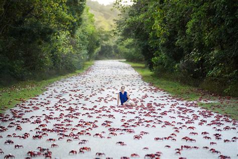 Red Crab Migration - Indian Ocean Experiences