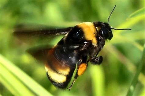 Some bumble bees may be hyperventilating as the world warms | Science | AAAS