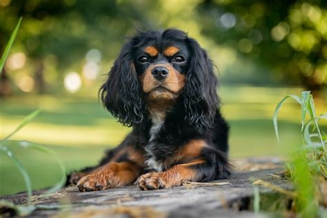 File:Olive - A Black and Tan Cavalier King Charles Spaniel.jpg - Wikipedia