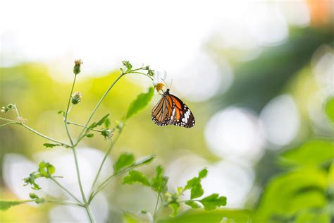 Butterfly in Bangkok Butterfly Garden and Insectarium. : r/Butterflies