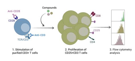 T Cell Activation Assay Service