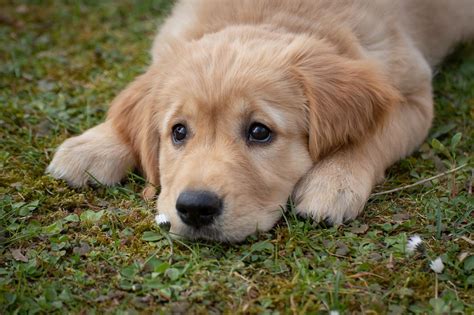 Golden Retriever Grooming: What You Need To Know