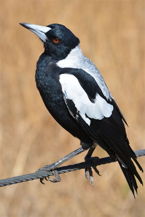 black, white, crow, magpie, australian, australia, nature, bird, birds ...