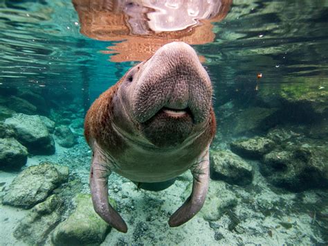 What is a manatee? | The US Sun