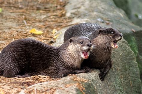 River Otter Viciously Attacks Montana Women, 1 Near-Fatal