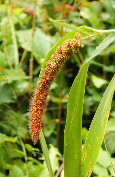 Foxtail Millet Benefits - Healthier Steps