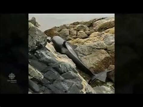 Orca Whale Rescue - CBC - July 23, 2015 - YouTube