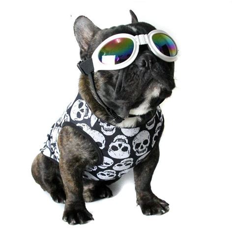 8 French bulldog clothes you need right now – frenchie Shop