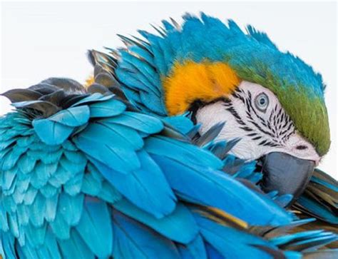 Birds of a Colorful Feather... photo by Keren Or | Colorful feathers, Creatures, Nature