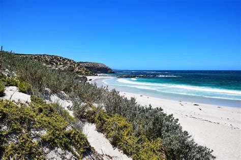 Seal Bay Conservation Park | Explore Shaw