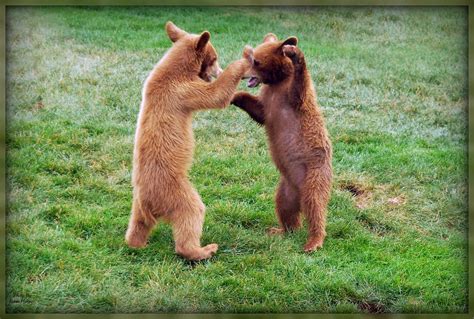 Dancing Baby Black Bears | Bear cubs playing together Any go… | Flickr