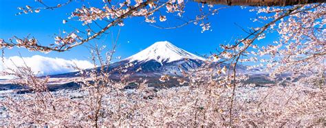 See Cherry Blossoms on a Day Trip to Mt. Fuji, Shin Arakura Sengen from Tokyo, Japan - Klook