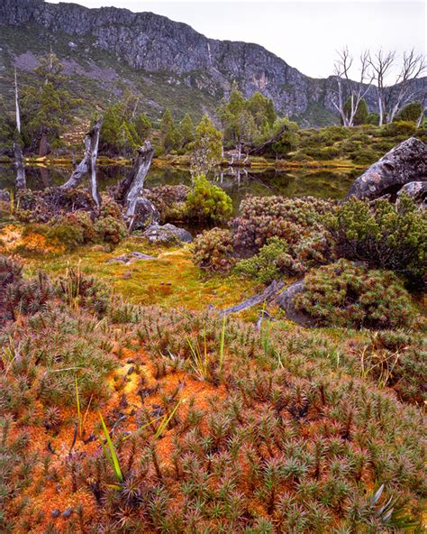 Cushion plants, Walls of Jerusalem, Tasmania