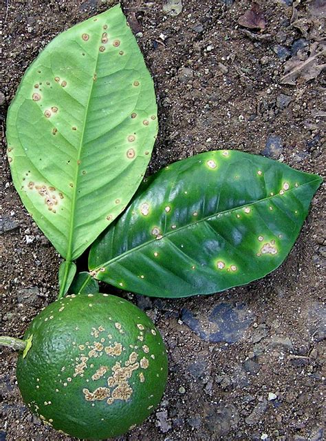canker 1 | Symptoms of citrus canker caused by the plant-pat… | Flickr